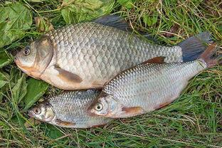 鲤鱼吃饵视频,揭秘水中猎手的捕食技巧