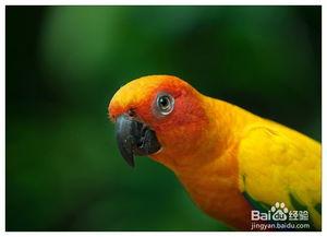 怎么教鹦鹉说话视频,轻松掌握鹦鹉语言训练技巧