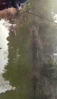 海竿钓鲤鱼视频高清,海竿钓鲤鱼技巧全解析
