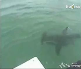 大海捕鱼视频大全,高清视频大全精彩回顾