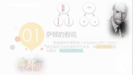 基因在染色体上视频,基因在染色体上的分布与遗传规律