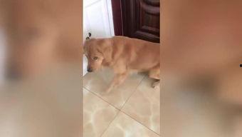 金毛咬人视频,探究原因与防范措施