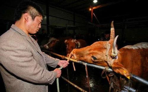 成人牛插视频,探索人类性爱的奥秘与边界