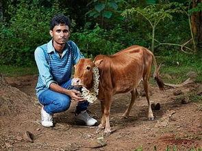 马配牛视频,跨界融合的农业创新实践