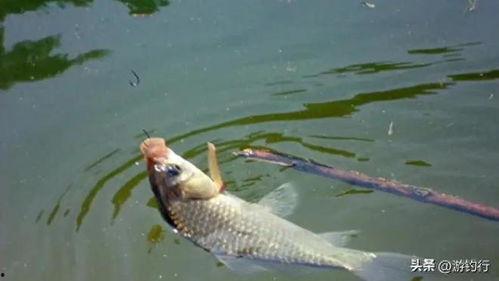 钓到鱼视频,捕捉自然之美