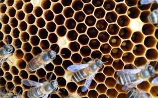 中蜂的秋季管理视频