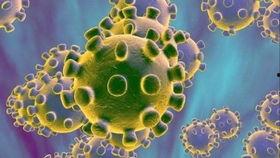 病毒 视频,探寻病毒传播的真相与防范策略