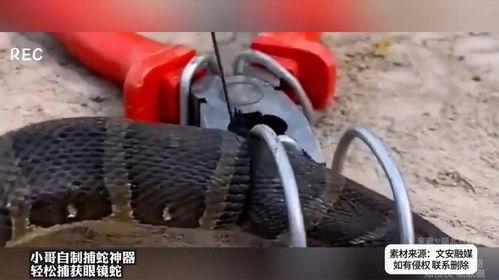 捕蛇器视频,高效捕捉技巧解析