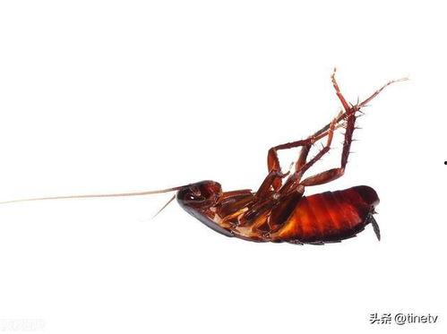 抓蟑螂视频,惊心动魄的抓捕瞬间